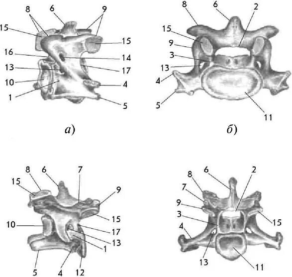 Шестой шейный позвонок вид спереди. 6 Шейный позвонок вид сбоку. Строение типичного позвонка КРС.