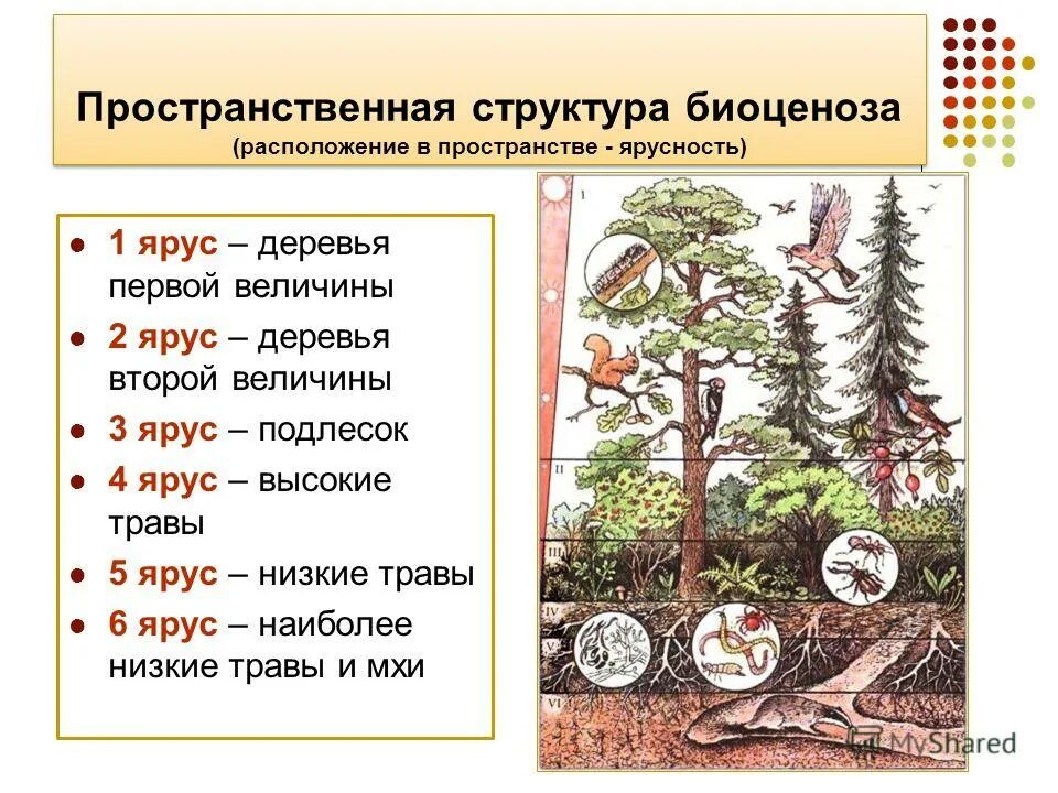 Экосистема структура экосистемы. Типы пространственной структуры сообщества. Пространственная структура характеристика. Пространственная структура сообщества. Пространственная структура по горизонтали.