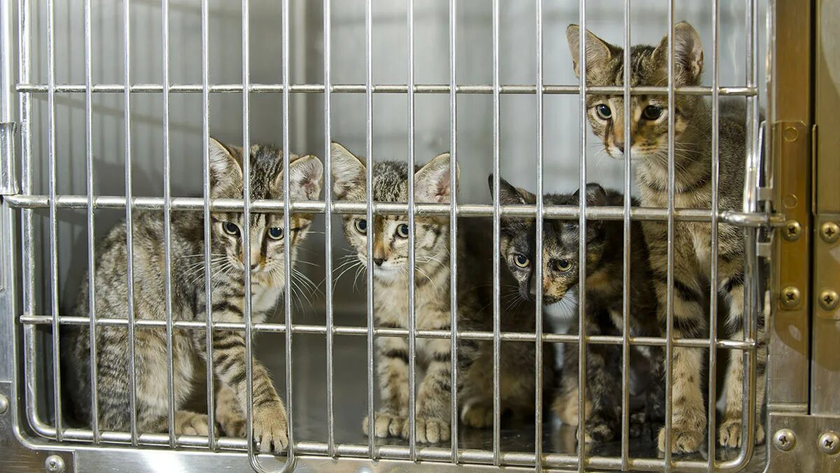Приют котик. Котята в приюте. породистые кошки в приютах. породистые коты в приюте. породистая кошка из приюта.