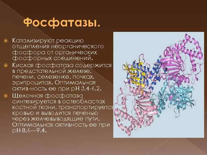 Фосфатаза биохимия. Фосфатаза катализирует реакцию. Активность кислой фосфатазы. Кислая фосфатаза реакция. Реакция кислая фосфатаза в крови.