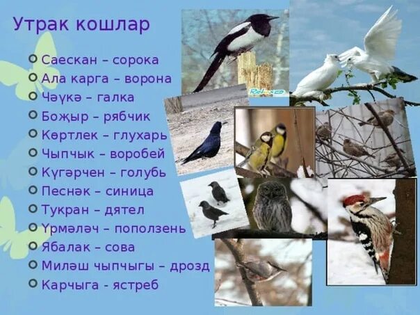 Слова чунга чанга текст. Тукран. Птицы на татарском языке. Бывает осенью тукран птица. Тукран рассказ.