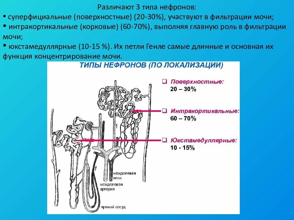 Нефрон выполняет функцию. Нефрон петля генле физиология. петля генле физиология. типы нефронов. интракортикальные нефроны.