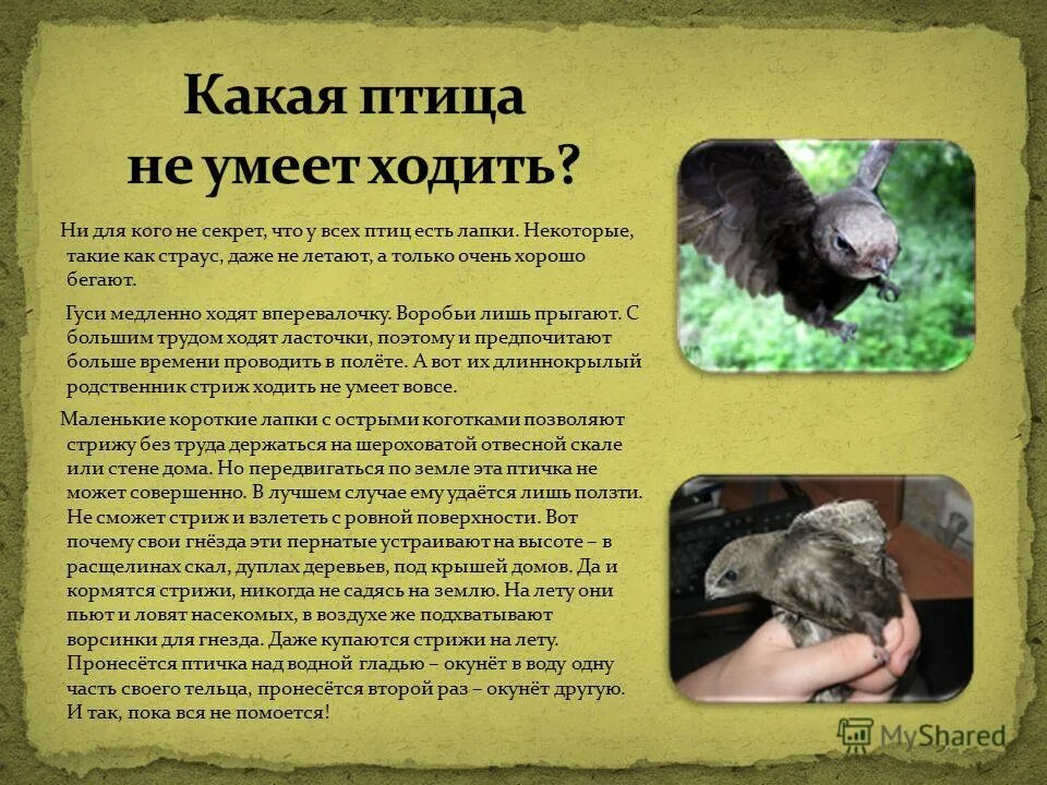 крысиные ежи. животное которое медленно ходит. карликовый ленивец. какое животное ходит медленно. пустынная черепаха.