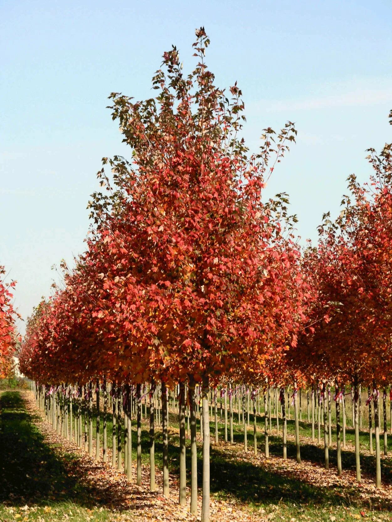 Клен красный scanlon. Acer rubrum (клен красный) 'red sunset'. Клен красный отем флейм. Смоленск досуговское шоссе красный клен. Дуб канадский краснолистный.
