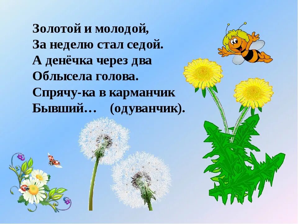 Уронило солнце лучик золотой вырос. Стишок про одуванчик для малышей. Загадка про одуванчик для детей. Загадка про одуванчик для дошкольников. Стих про одуванчик для детей.