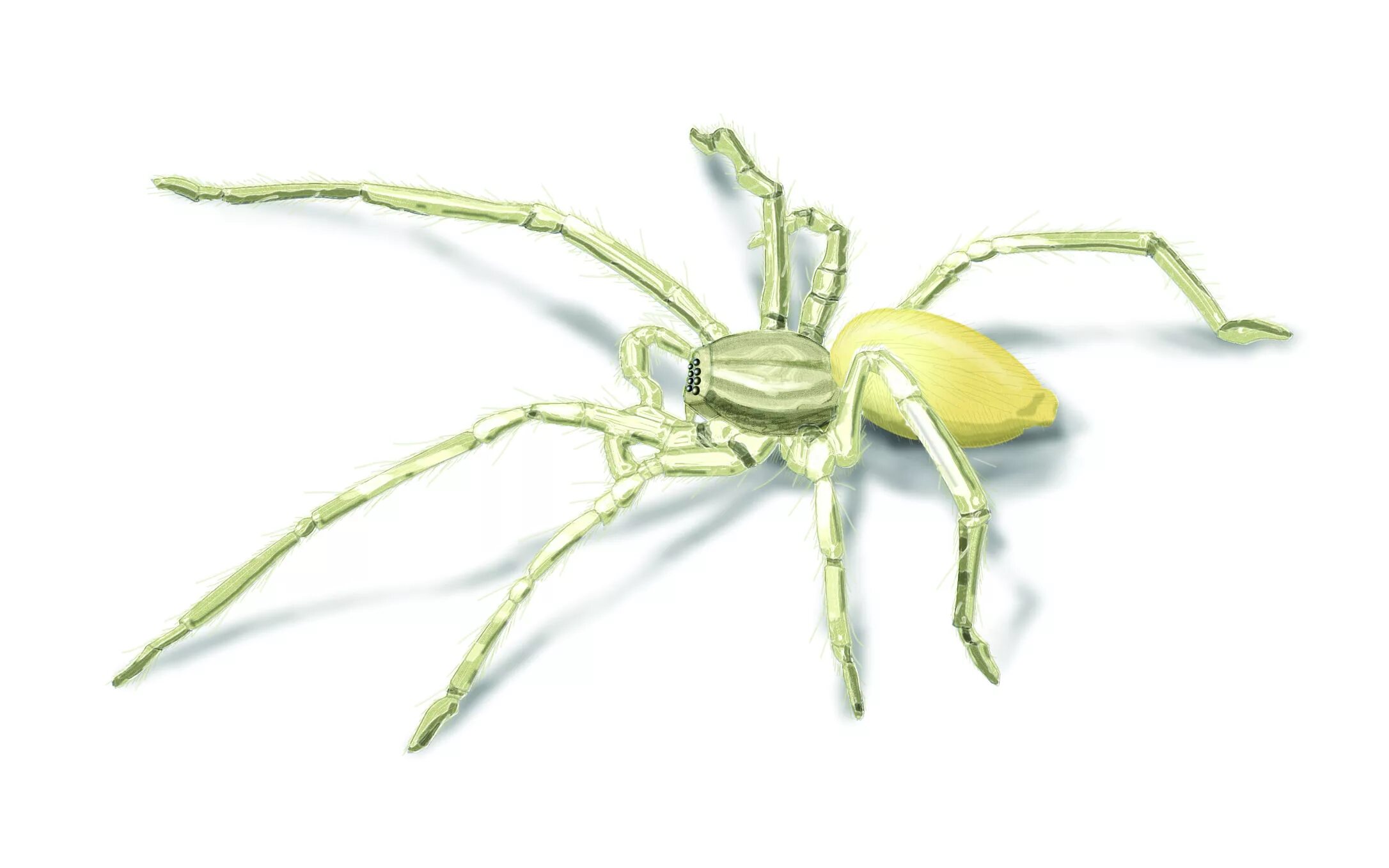 Паук хамелеон. Паук хейракантиум белый. Паук Araniella cucurbitina. Насекомых паук желтый. Паук желтый с длинными лапками.