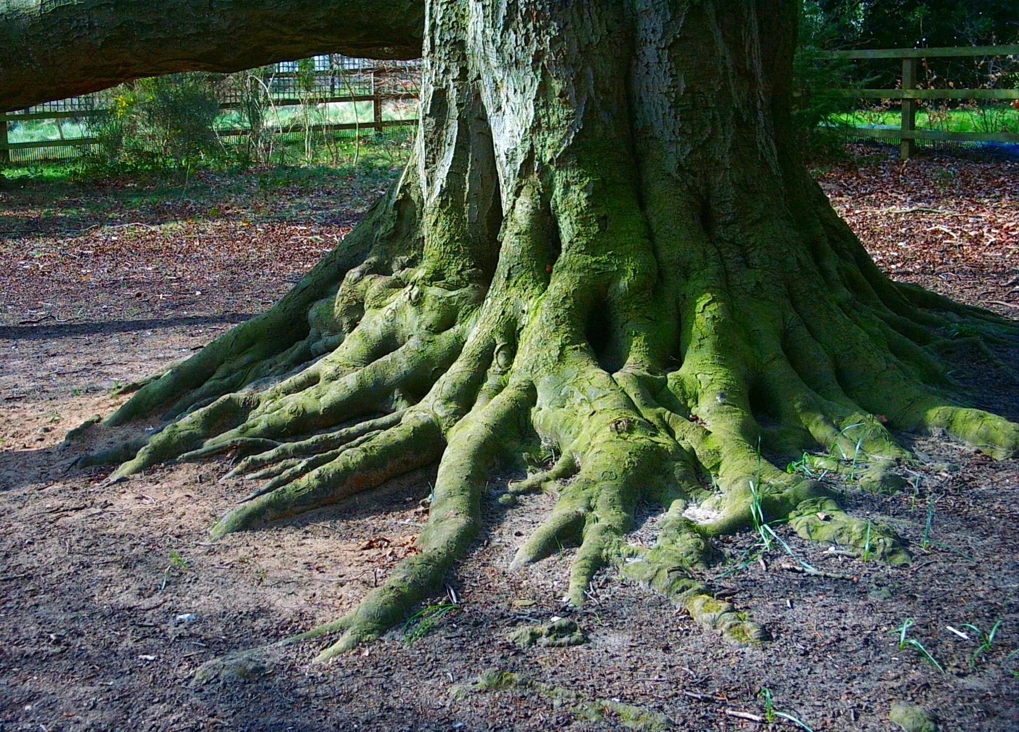 Корни живого дерева. Корни дерева. Корни д. Красивое дерево с корнями. Ветвистое дерево с корнями.