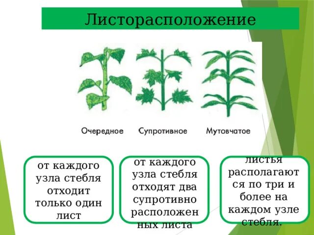Побег, его строение и развитие
