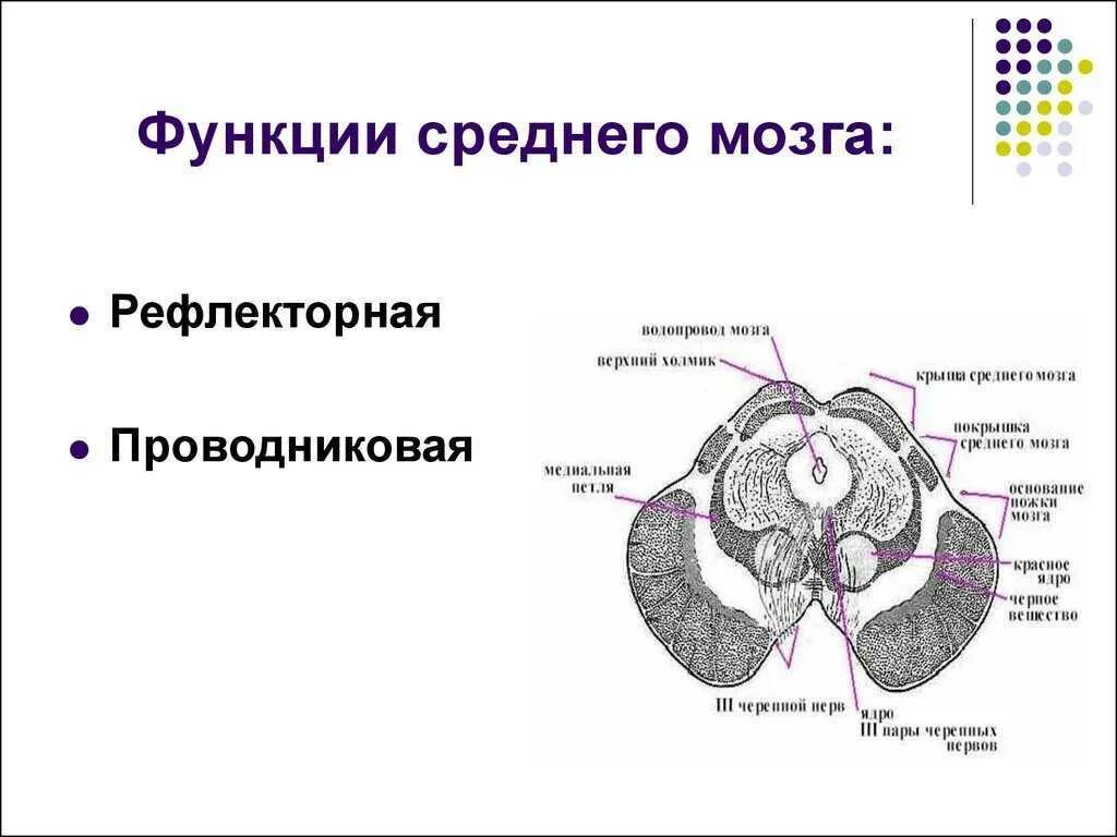Строение и функции среднего мозга мозга. Средний мозг анатомия строение. Рефлекторная функция среднего мозга. Функция среднего мозга у млекопитающих.