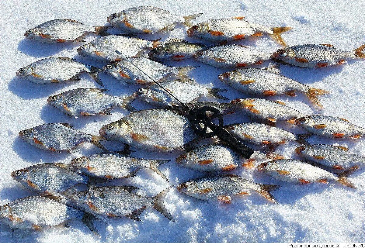 Рыбалка Можайское водохранилище Красновидово. Шалаховское водохранилище рыбалка. Глубины Можайского водохранилища Красновидово. Можайское водохранилище зимняя рыбалка. Можайское водохранилище форум рыбаков