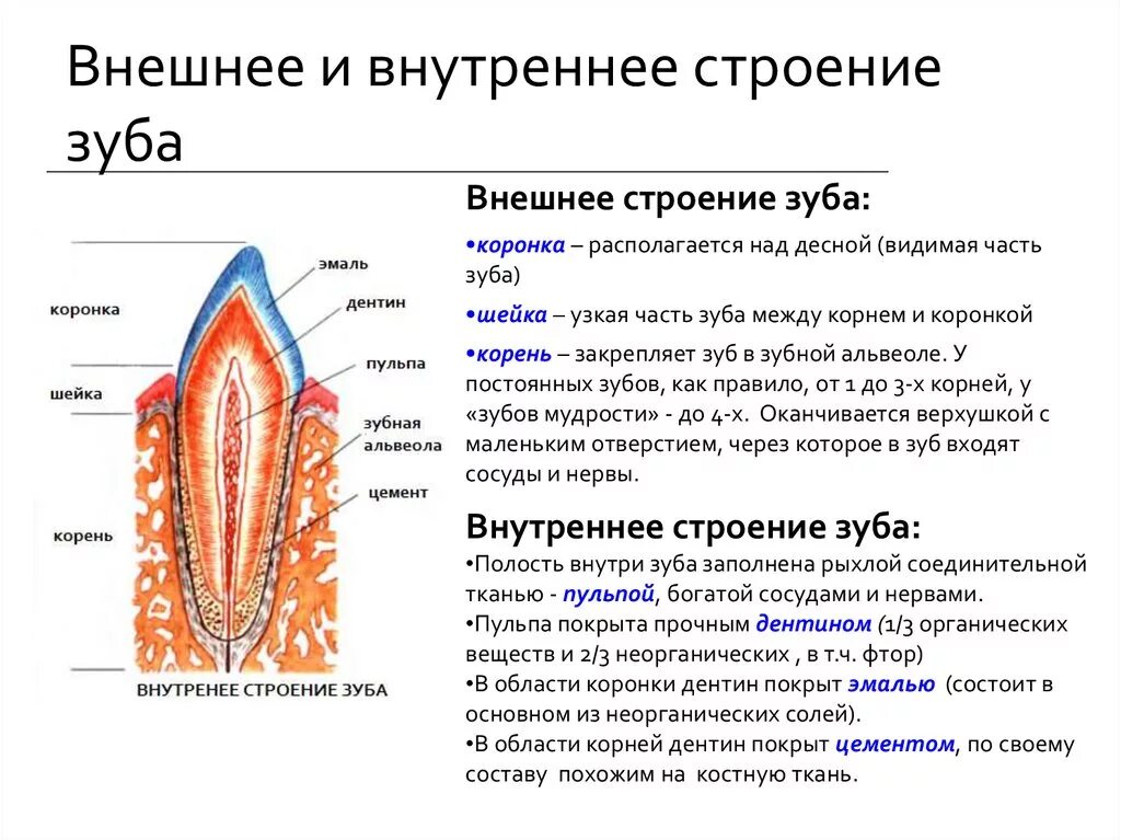 Зубной на латыни. Внешнее и внутреннее строение зуба дифференциация болезни. Анатомия зуба коронка шейка корень. Внешнее строение зубов коронка коронка шейка. Внешнее строение зуба корень шейка коронка.