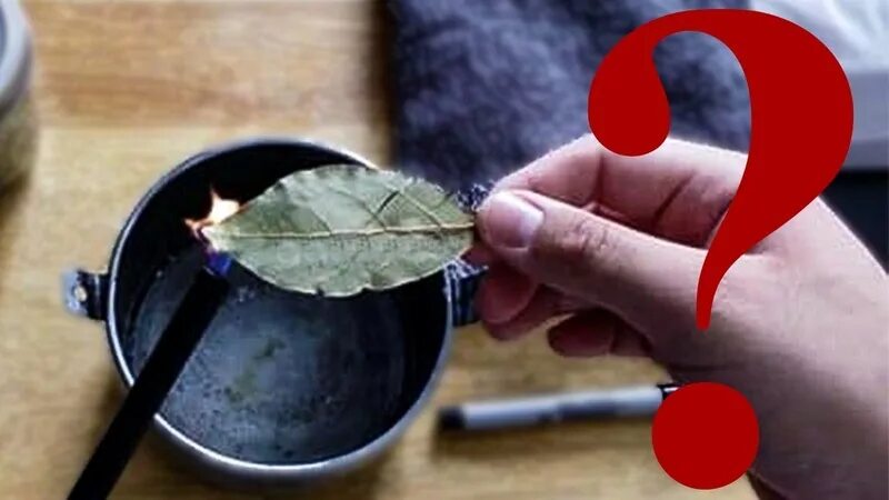 Для чего жгут лавровый лист дома. Поджигать лавровый лист. поджигание лаврового листа. сожгите лавровый лист. поджог лаврового листа дома.