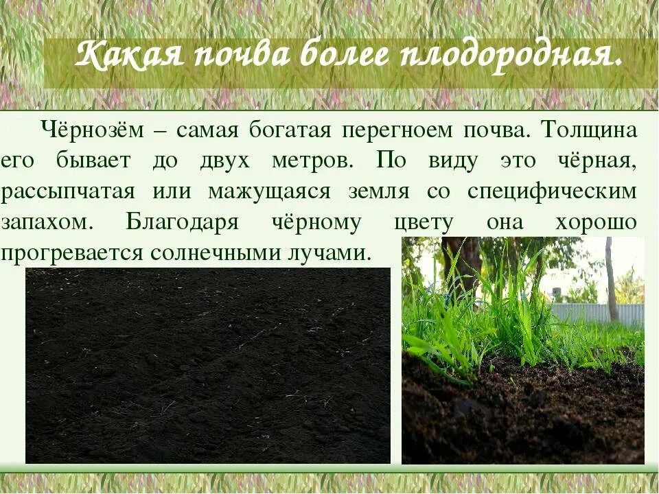 Черноземные почвы. Плодородие черноземных почв. Чернозем почва. Плодородие чернозема почвы. Наиболее плодородными почвами являются чернозем