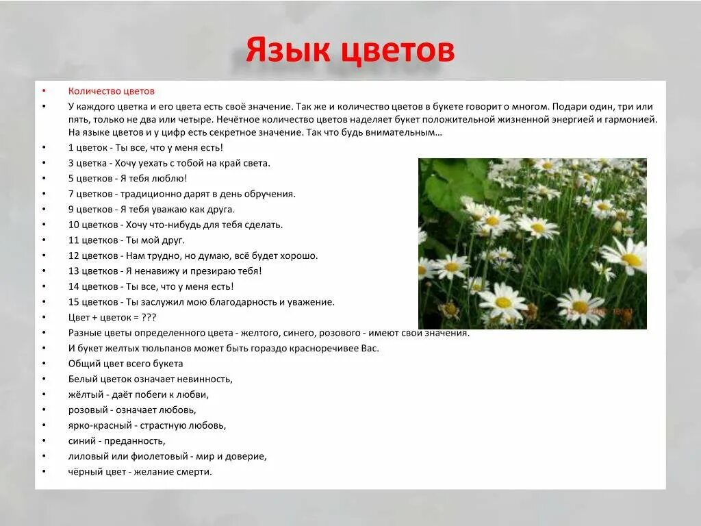 Сколько нужно цветов живому человеку. Ромашка на языке цветов. что означают растения. что означает ромашка на языке цветов. количество роз значение.