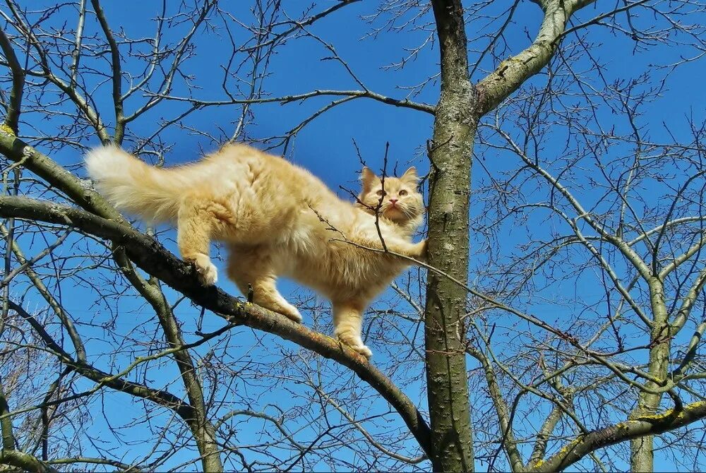 Кот живущий на дереве. Кот на дереве. кот на ветке. кошки весной.