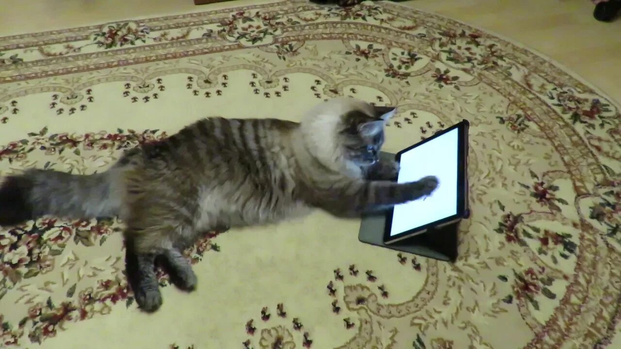 Котик планшет. Котик с планшетом. кот и планшет юмор. кот за планшетом. кот с планшетом .md.