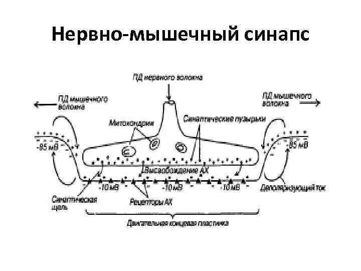 Медиатором в нервно мышечном синапсе является. Нервно-мышечный синапс физиология.