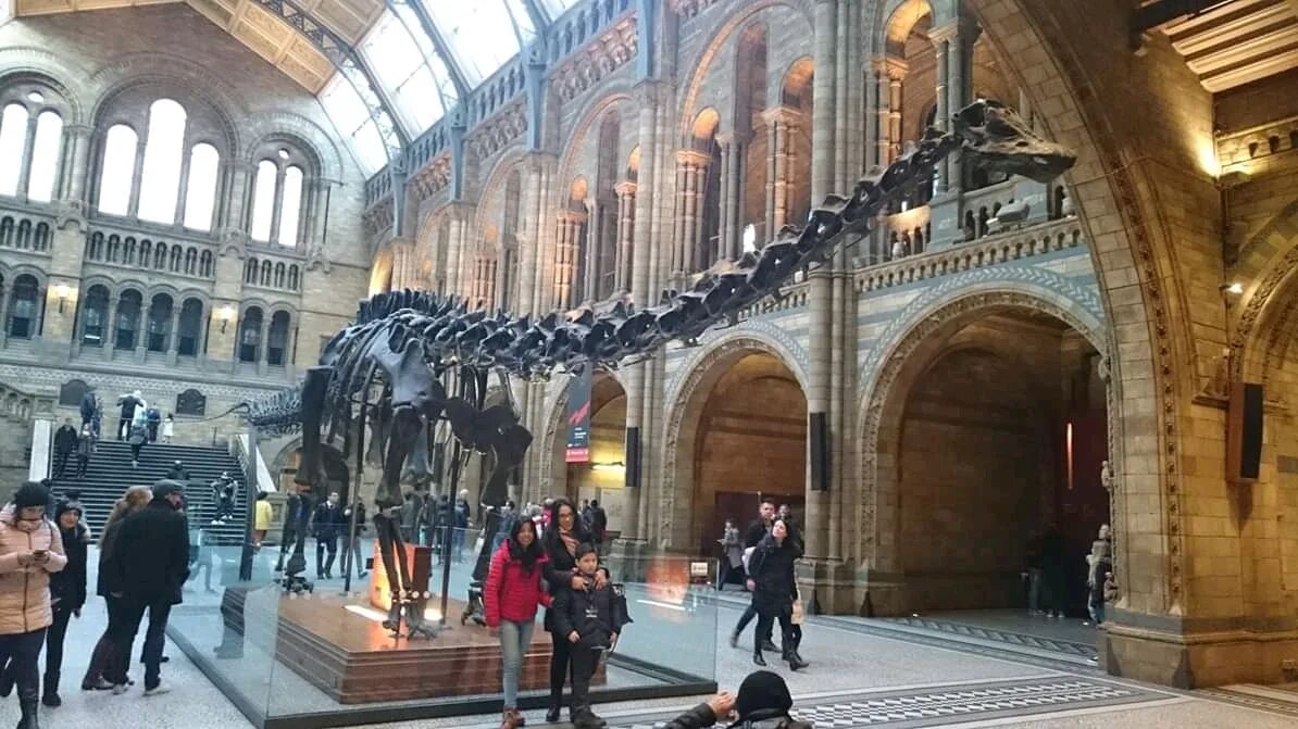 Хинтце Холл, музей естествознания, Лондон. Natural History Museum Диппи. Музей естествознания Лондон оранжевая зона. Музей естествознания Лондон временная выставка.