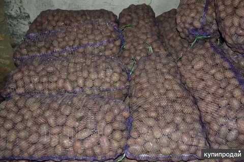 Картофель опт краснодарский