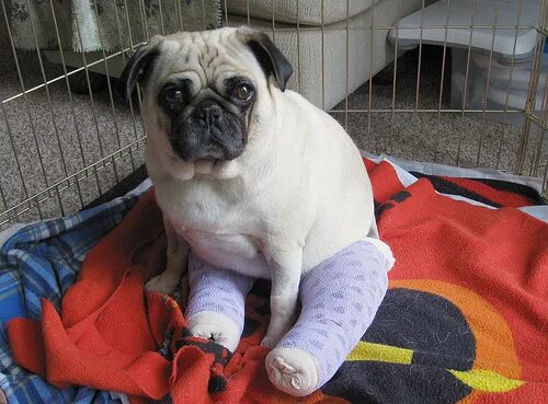 Подгузники для мопса. Собака мопс. Течка у мопса. Мопс. Течка у мопса.