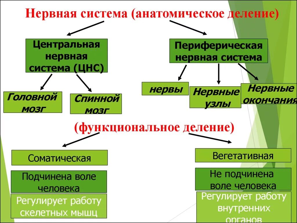 ЦНС И периферическая нервная система. Нервная система классификация и функции. Нервная система делится на центральную и периферическую. Анатомически нервная система делится на.