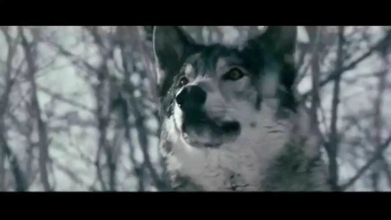 Линди бут волк одиночка. Cry wolf. Черникова одинокий волк альбом. Саундтрек к фильму одинокие волки. Одинокий волк песня.