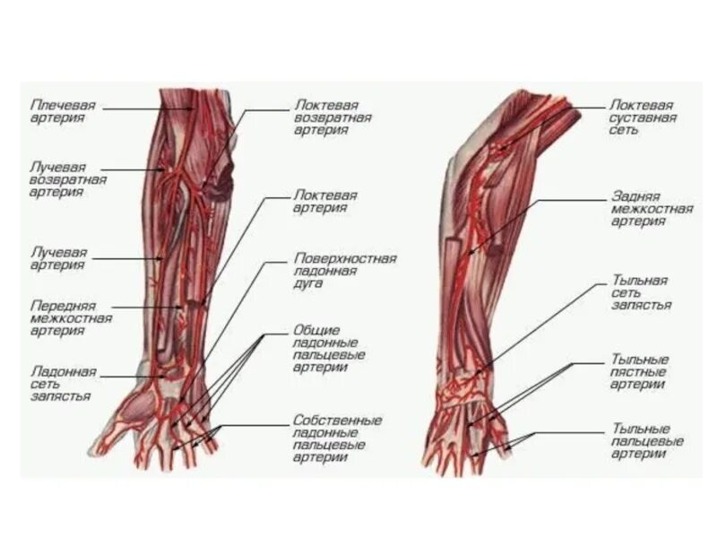 Анатомия верхней конечности. Сосуды верхней конечности анатомия. Сосуды верхней конечности анатомия схема. Артерии предплечья и кисти анатомия. Артерии верхних конечностей анатомия кисть.
