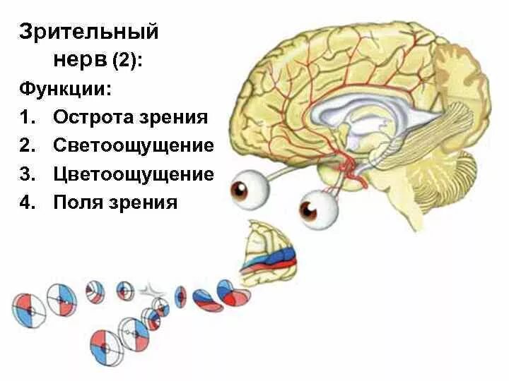 Зрительный нерв в головном мозге. Зрительный нерв строение и функции. Зрительный нерв строение анатомия. Строение зрительного нерва глаза. Зрительный нерв функции кратко.