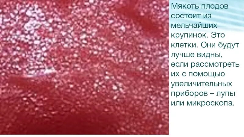 Из чего состоит мякоть. Мякоть арбуза под микроскопом. арбуз состоит из клеток. мякоть томата состоит из очень мелких. текстура мякоти яблока.