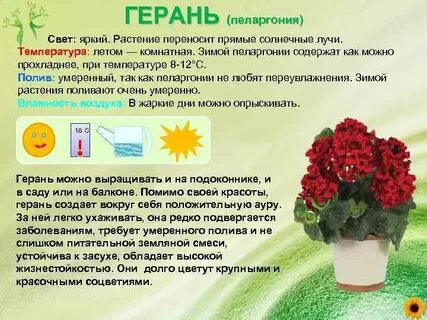 Герань обозначение