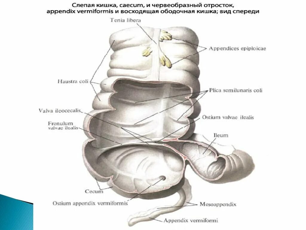 Слепая кишка размер. Строение слепой кишки и червеобразного отростка. Червеобразный отросток слепой кишки у человека. Строение и функции слепой кишки. Слепая кишка с аппендиксом функции.