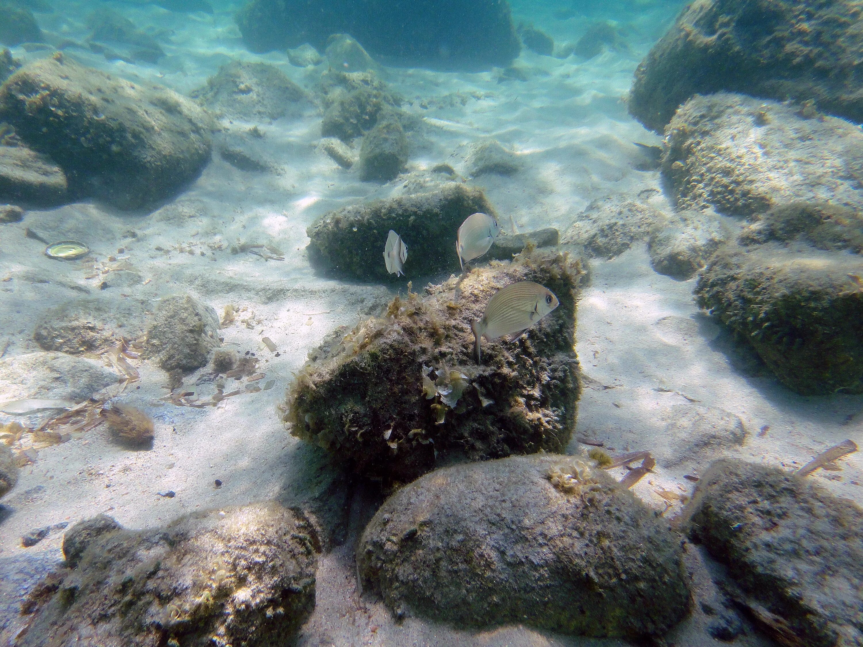 Подводные камни 2023. Дно черного моря 2000 метров. Морское дно. Камни на дне моря. Каменистое дно моря.