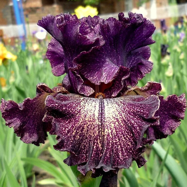 ирис цветок. ирис ambroisie. вселенная ириса. ирис сиреневый мираж рябых. ирис кантина.