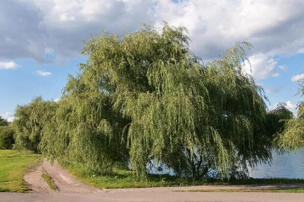 Ива белая или ветла (Salix Alba). Ива белая плакучая. Ива плакучая серебристая. Ива белая Саликс Сальба.