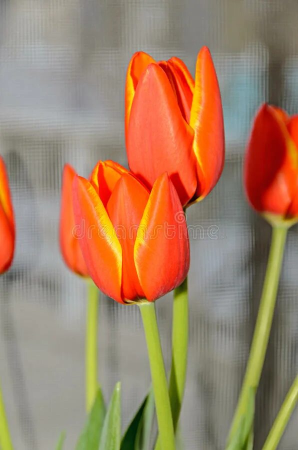 Что сделать чтобы тюльпаны закрылись. Оранжевые тюльпаны закрытые. Красивые красные закрытые тюльпаны. Тюльпаны оранжевые с жёлтым краем. Тюльпаны оранжевые сбоку.