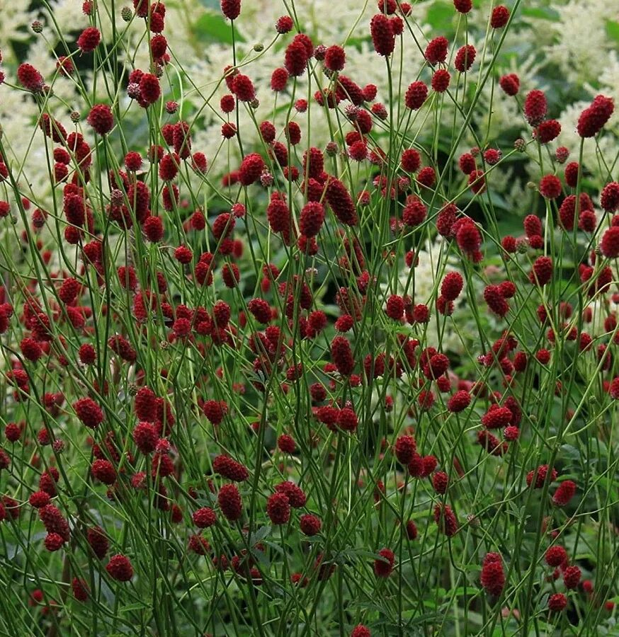 Кровохлебка Танна. Кровохлебка лекарственная (Sanguisorba officinalis `Tanna`). Кровохлебка officinalis ’Tanna’. Кровохлебка Pink Tanna.