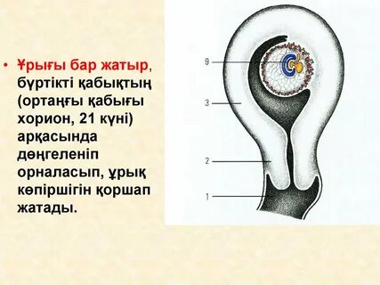1930 жылдардағы 18 секс қыздар