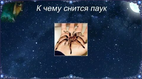 К чему снится паук большой красный