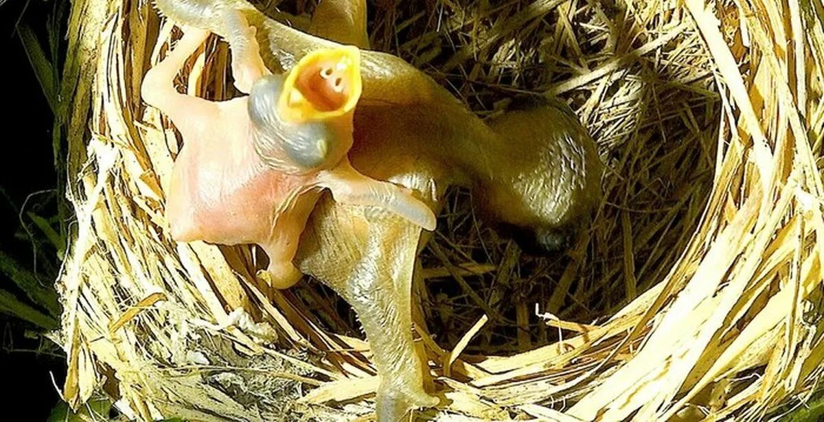Кукушонок птенец. Кукушонок новорожденный. Птенец кукушки новорожденный. Взрослый птенец кукушки.