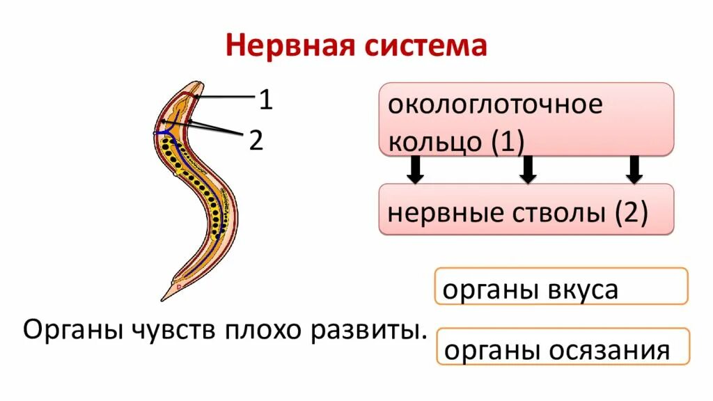 Органах чувств паразитических червей. Нервное строение круглых червей. Тип нервной системы у круглых червей. Строение нервной системы круглых червей 7 класс. Нервная система круглых червей 7 класс.