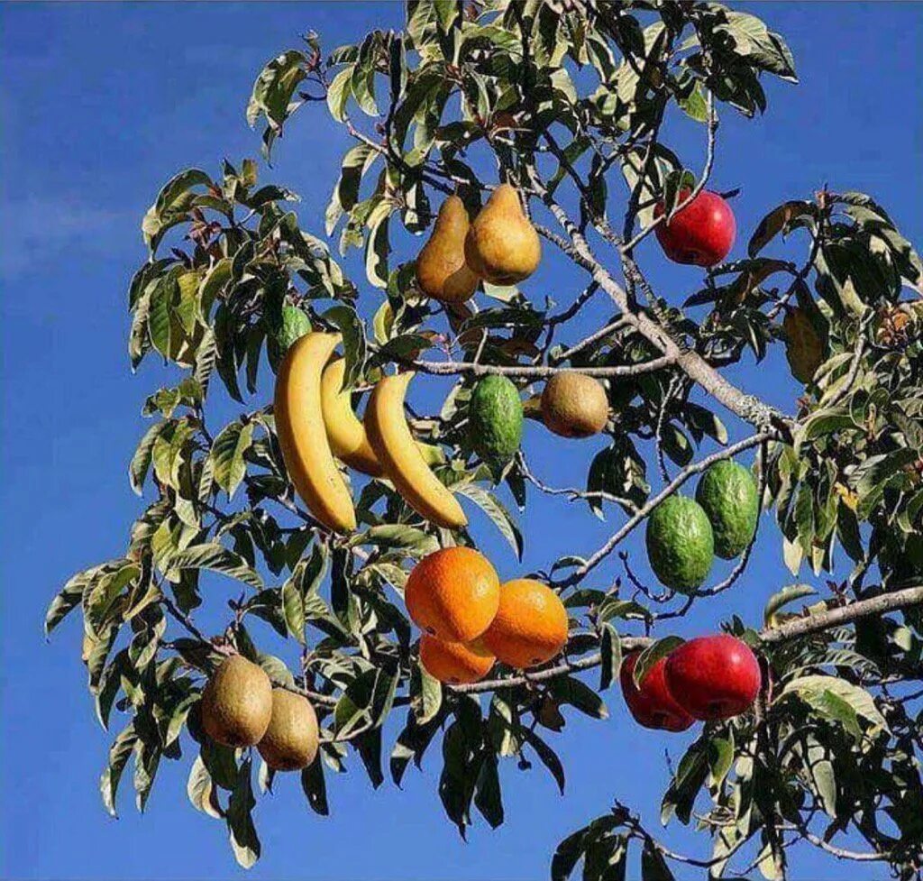 дерево с разными фруктами. дерево 40 плодов сэма ван акена. деревья и плоды. фрукты на дереве. привитые многосортовые плодовые деревья.