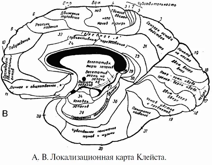 Локализация психических функций в головном мозге. Карта клейста френологическая. к клейстом карту локализации психических функций. локализационная карта клейста в хорошем качестве. локализация психических функций в коре головного мозга.