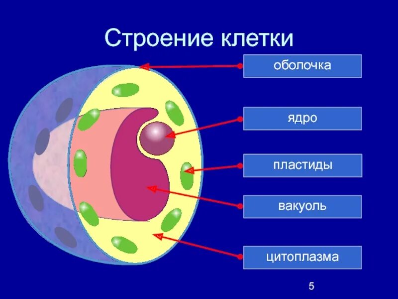 Любая клетка состоит. Строение клетки. Строение клетки человека. Клетка биология строение. Строение клетки строение.