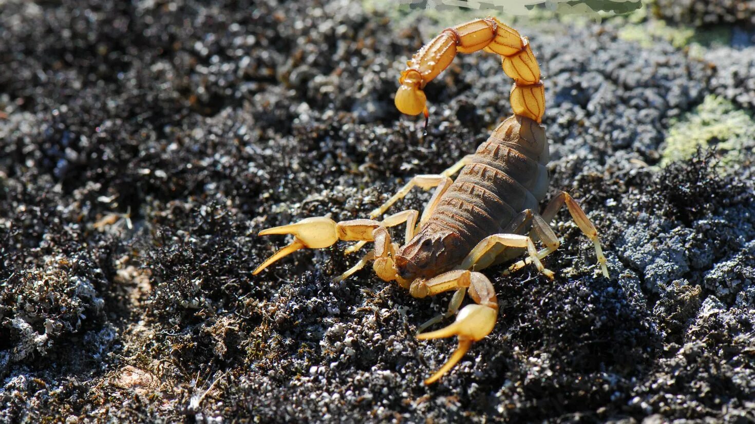 Какую среду освоил скорпион. Стрипедтальский Скорпион. Скорпион Parabuthus transvaalicus. Pandinus Imperator. Скорпион Buthus occitanus.