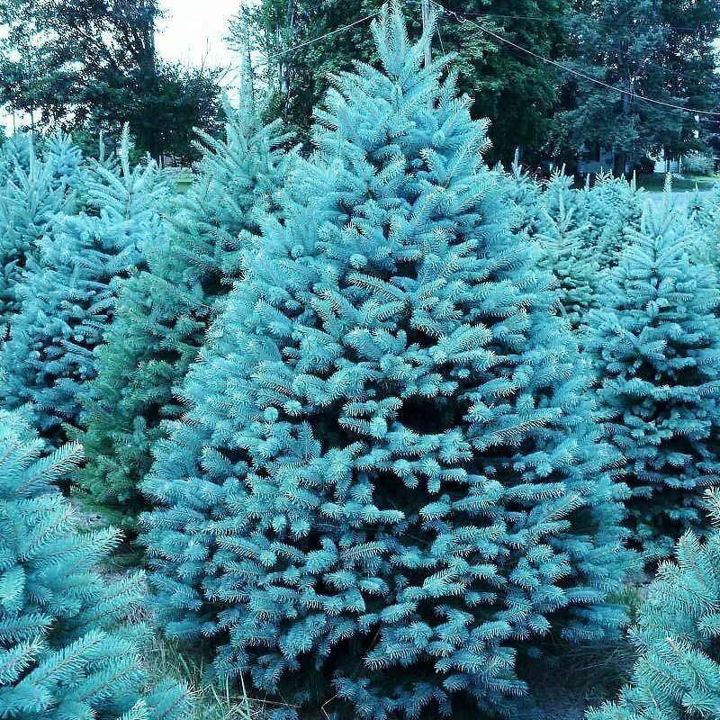 Продажа семена ели. Ель колючая Роял Блю. Ель Глаука супер Блю. Picea pungens Blue Mountain. Ель голубая супер Блю.