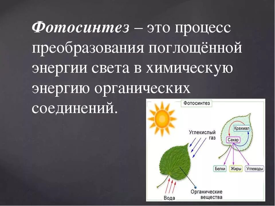Значение фотосинтеза для растений 5 класс. Фотосинтез 7 класс биология. Процесс фотосинтеза. Понятие фотосинтез. Фотосинтез презентация.