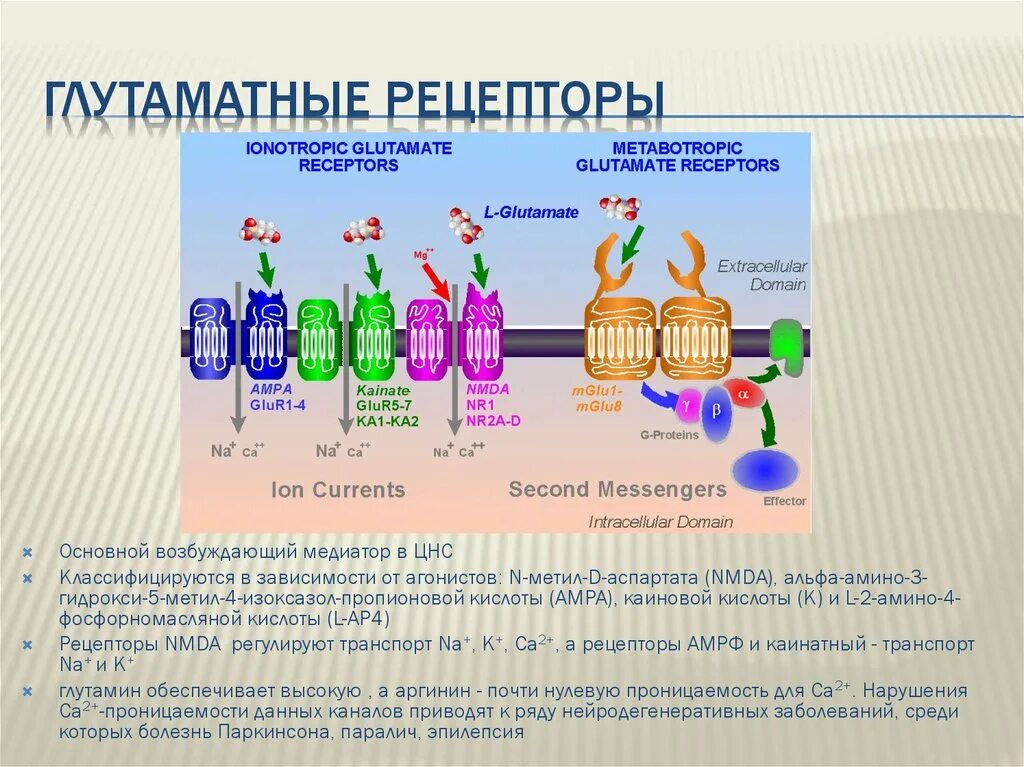 Глутаматные NMDA Рецептор. NMDA рецепторы ГАМК. Метаботропные глутаматные рецепторы. AMPA И NMDA рецепторы.