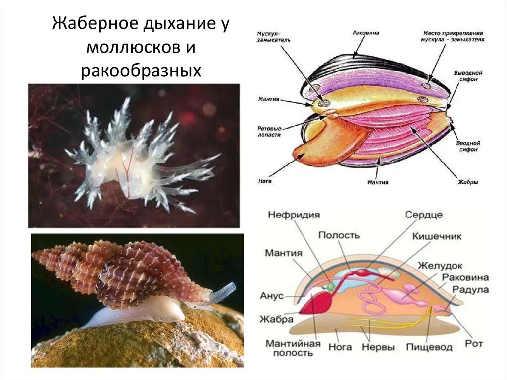 Какие органы дыхания характерны для наземных моллюсков. Брюхоногие моллюски дыхательная система. Брюхоногие жаберное дыхание. Жаберное дыхание у моллюсков. Органы дыхания моллюсков.