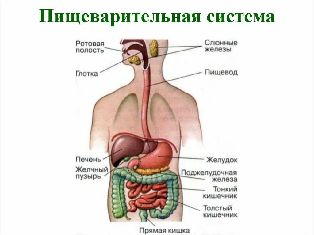 Печень 9 8 7. Строение пищеварительной системы человека схема схема. Название частей пищеварительной системы человека. Строение пищевая система человека анатомия. Подпишите названия органов пищеварительной системы.