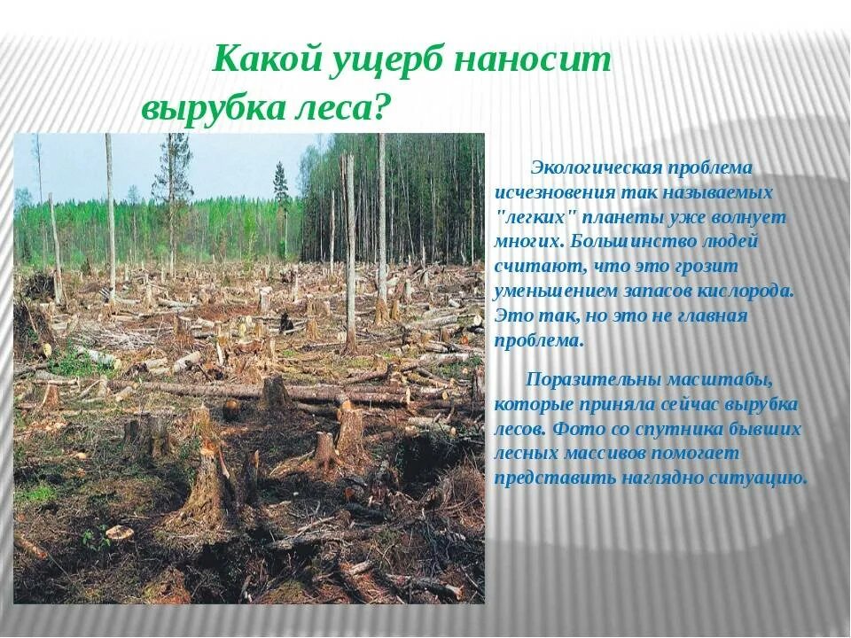 Проблемы вырубки деревьев. Последствия вырубки лесов. экология вырубка лесов. аоследствиявырубки леса. влияние вырубки лесов.